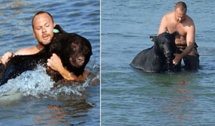Hombre ve a un oso ahogÃ¡ndose y arriesga su vida para salvarlo