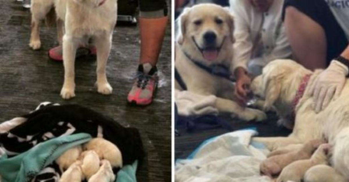 Todos en el aeropuerto se detuvieron cuando el dulce perro de servicio se acostó y comenzó a lloriquear.
