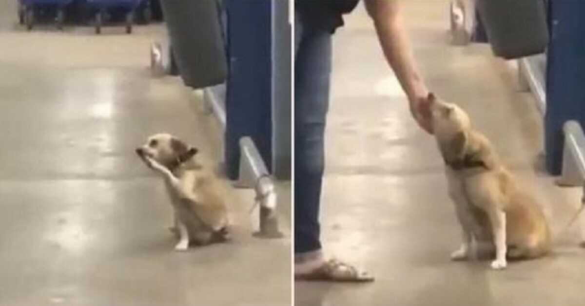 Abandonado por el dueño en la puerta del supermercado, el pobre perro ‘menea’ a cada transeúnte para orar por adopción