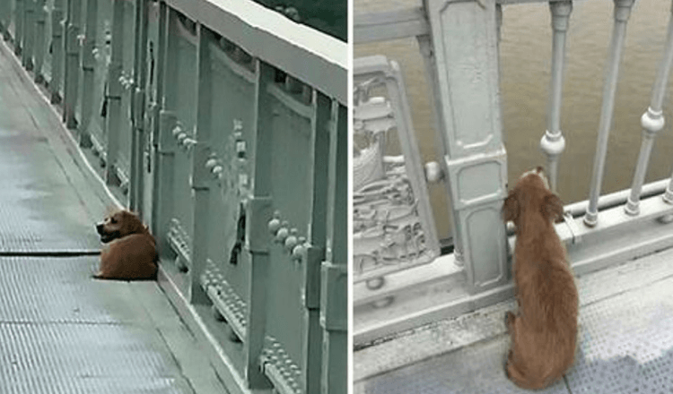 Dueño saltó del puente acabando con su vida, dejando solo a su fiel perro