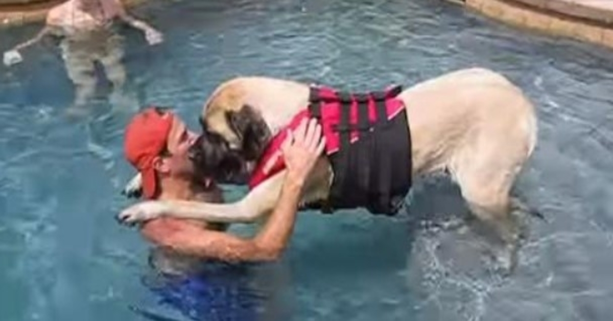 Perro enorme le teme al agua, así que su amoroso papá le enseña a nadar