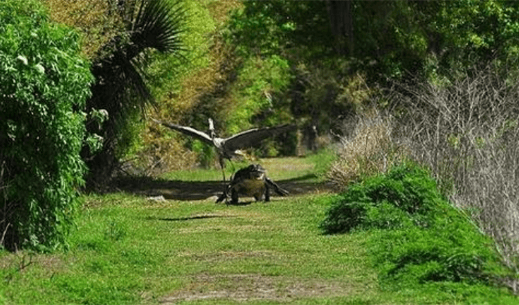 ¡Ese es mi bebé! Cheeky Heron es perseguida por una madre caimán enfurecida después de que roba a un joven de su nido