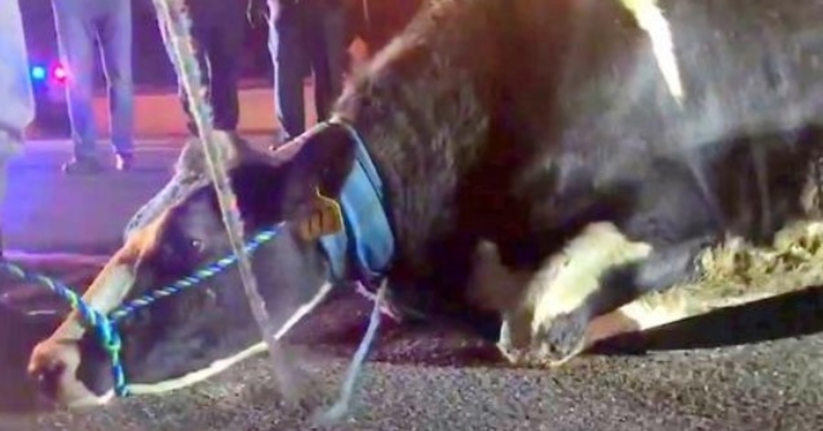 Vaca preñada desesperada por salvar a su bebé, salta de camión camino al matadero
