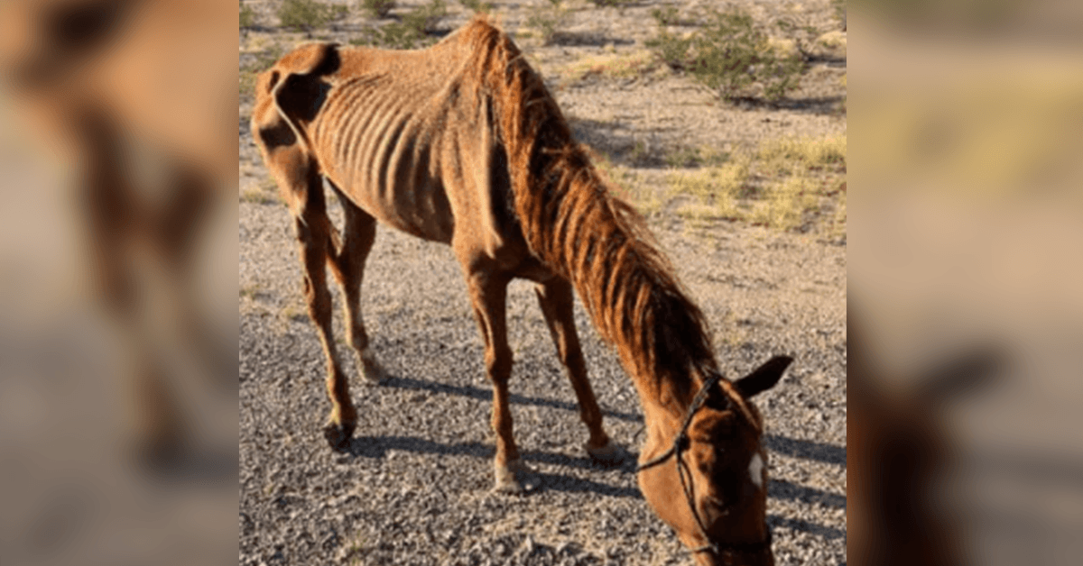 Caballo de carreras demacrado abandonado en el desierto rescatado por un grupo de rescate de animales en Arizona