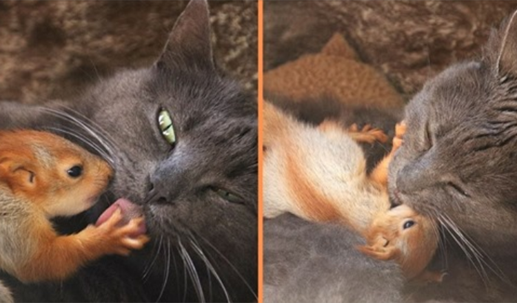 Cuatro ardillas huérfanas encuentran un tierno amor después de ser adoptadas por mamá gata