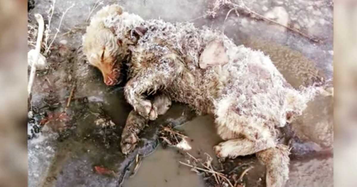 Mujer trató de levantar el cuerpo rígido de su cachorro sin vida y su pata se crispó