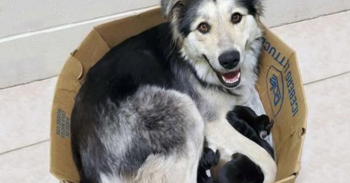 Mamá perra y sus 9 cachorros fueron encontrados abandonados y sellados en una caja para que no pudieran escapar