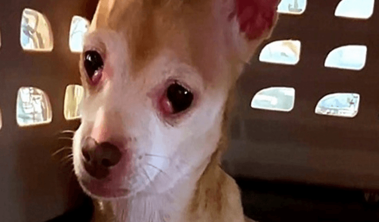 El perro rescatado asustado seguía tratando de morder a la madre adoptiva, pero la mujer nunca se dio por vencida
