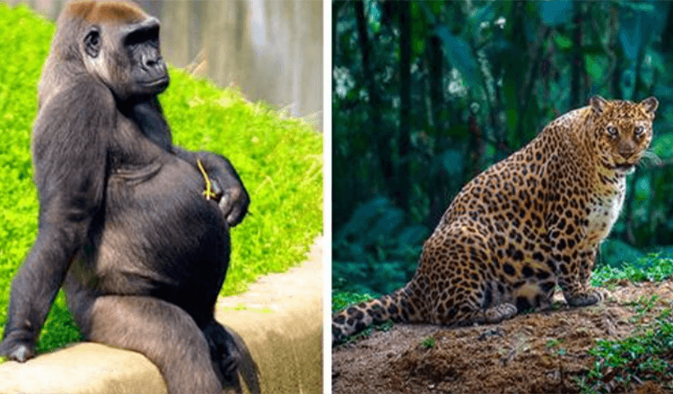 10 hermosas mamás del reino animal mostrando con orgullo sus embarazos