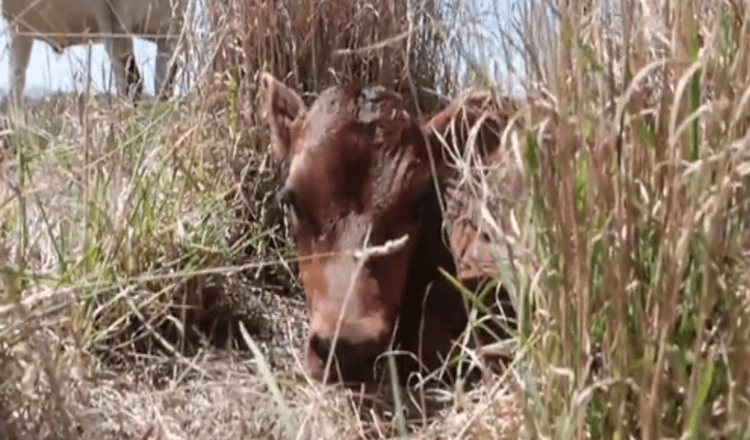 La madre vaca sigue escondiendo a su cría recién nacida para evitar que se la lleven