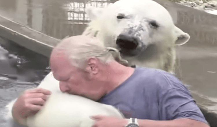 Hombre nada con un oso polar blanco que había criado durante más de dos décadas