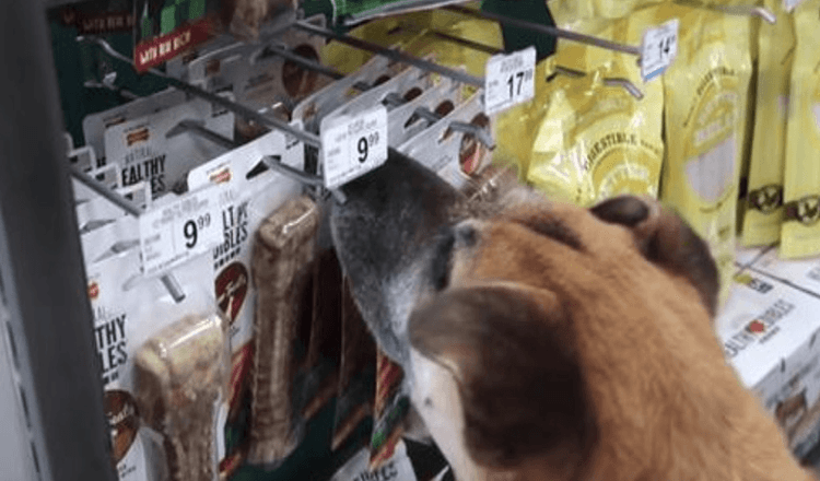 Hombre lleva a un perro mayor sin hogar a la tienda de mascotas y le compra todo lo que toca