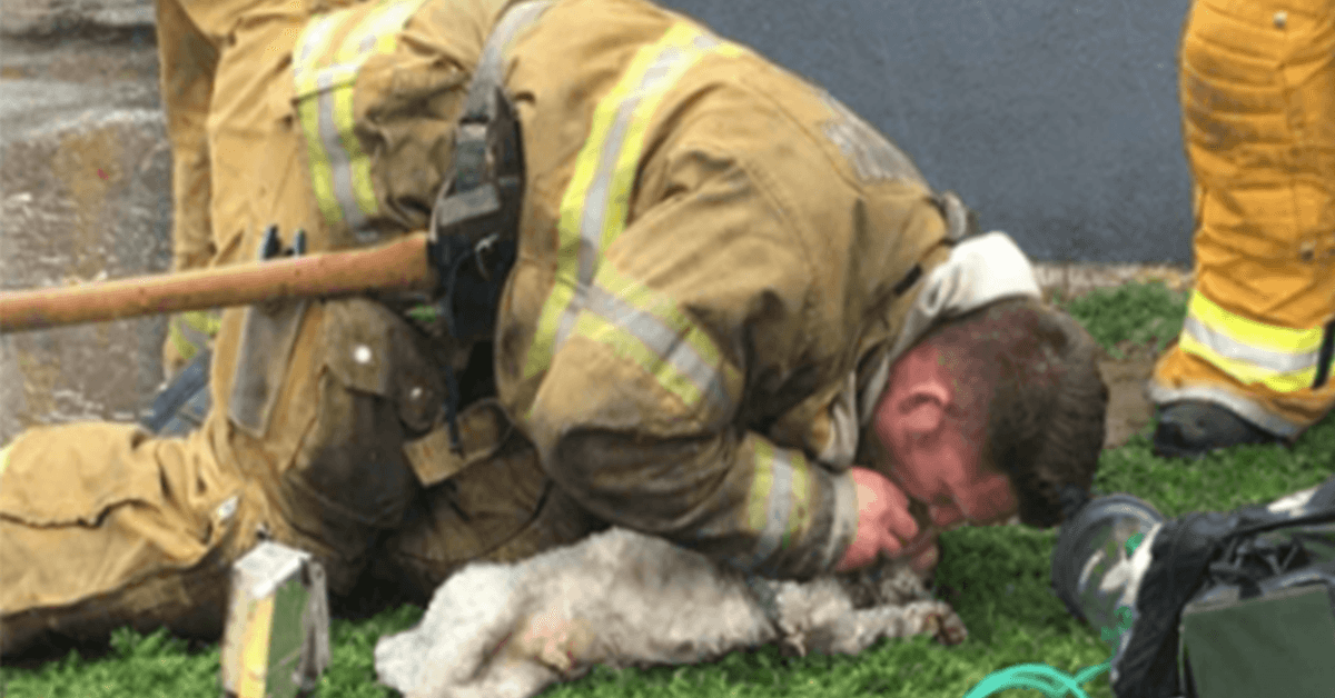 Bombero se niega a renunciar al rescate de un pequeño perro de una casa en llamas