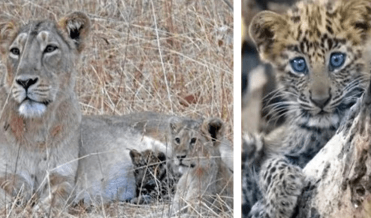Lioness Momma adopta a un bebé leopardo enfermo y lo cría como propio