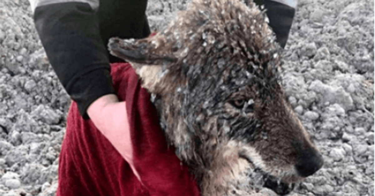 Hombres rescatan a lobo que pensaban que era un perro de ahogarse en agua helada