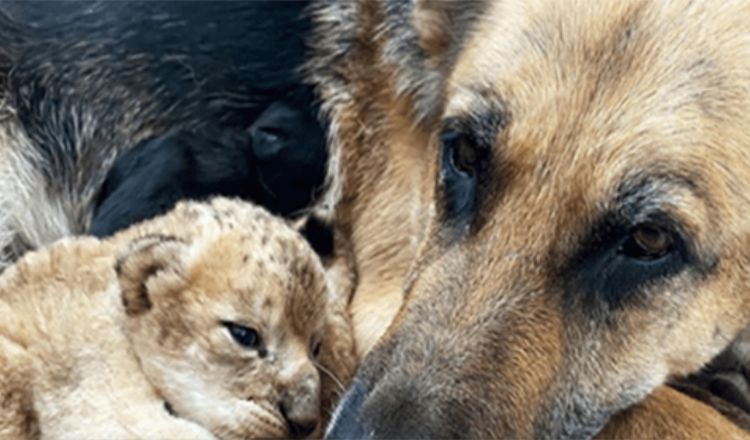 Pastor alemán adopta cachorros de león después de ser rechazados por su madre