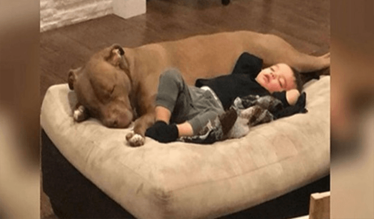 A un niño le da gripe y solo quiere que su perro rescatado lo consuele