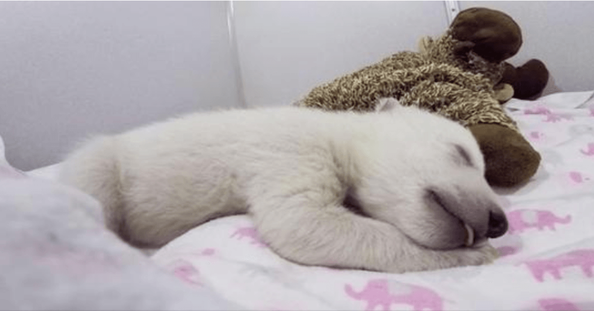 Bebé oso polar abandonado durmiendo con un animal de peluche hace lindos sonidos