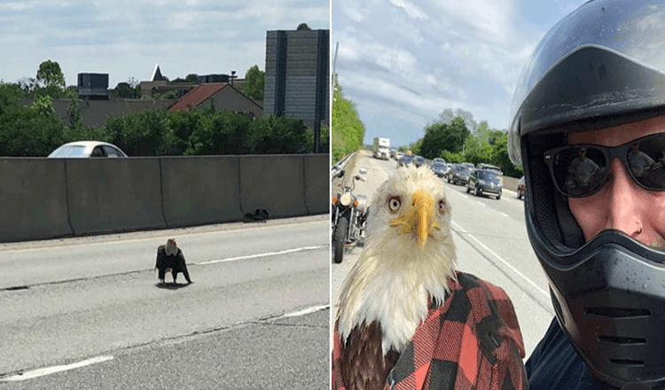 Hombre ve un águila calva atrapada en el tráfico y le salva la vida