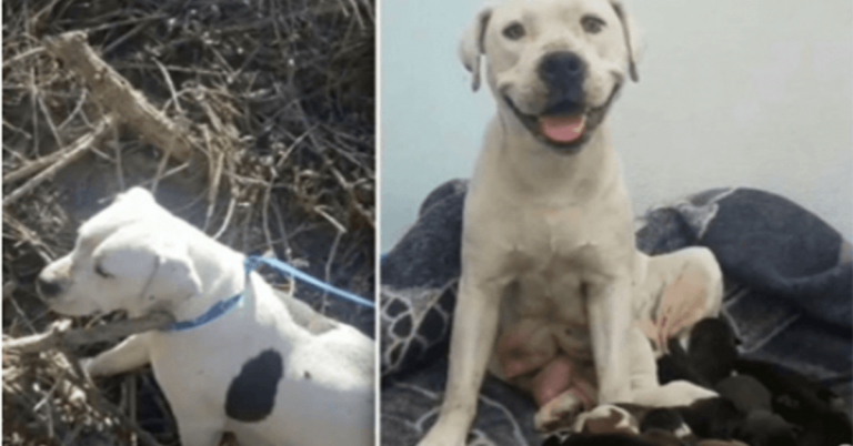Refugio de animales escribe una emotiva carta al dueño que abandonó a una perra preñada
