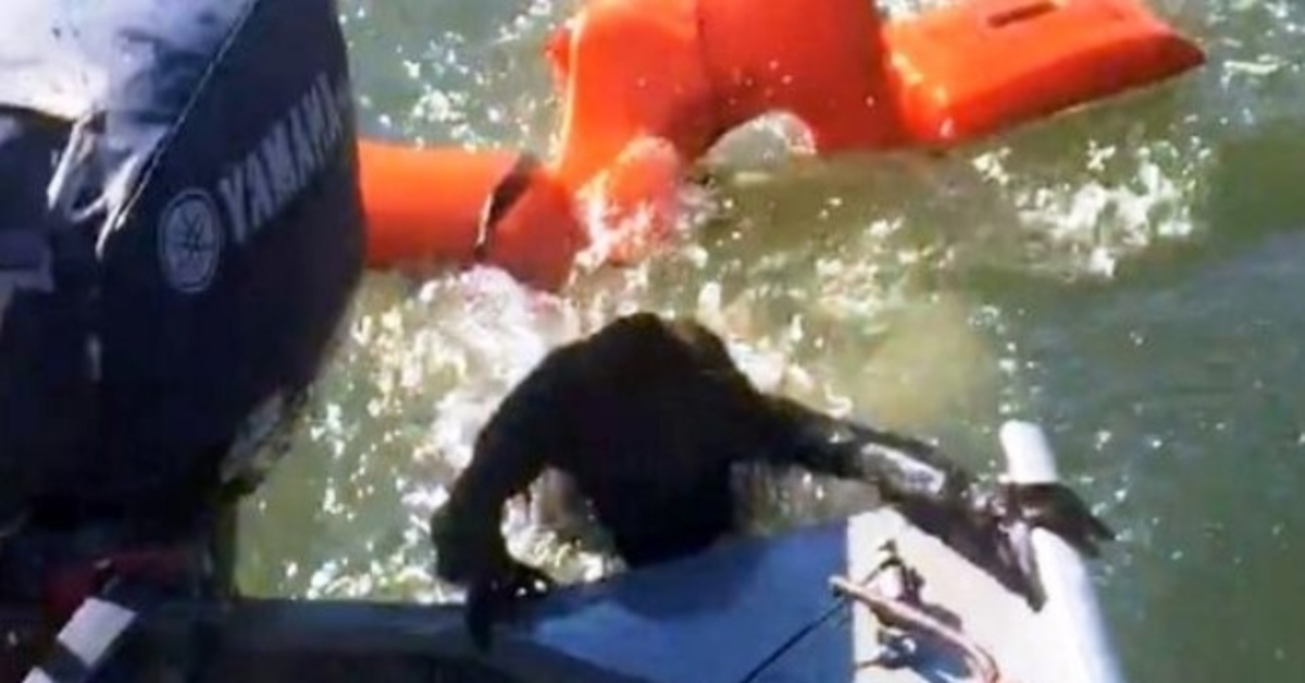 Pescador lanza chaleco salvavidas para salvar a perro ahogado, pero no es un perro en absoluto