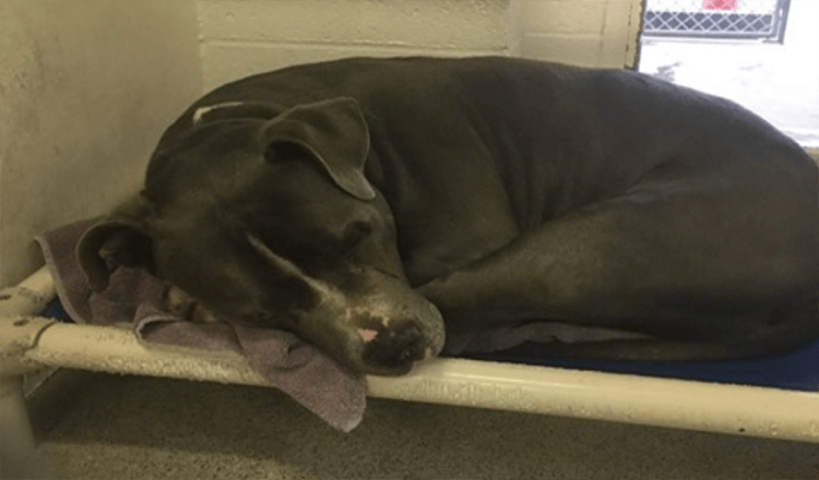 Perro angustiado después de que su familia lo deja en un refugio de alta mortalidad, pero luego su nuevo mejor amigo lo adopta