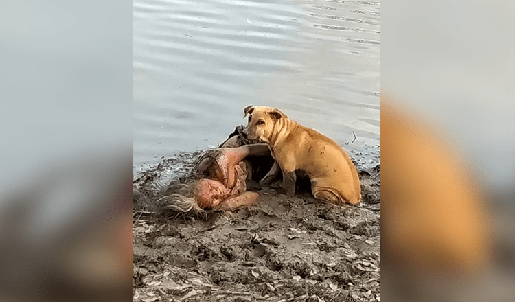 Perro callejero encuentra y protege a anciana ciega junto al río