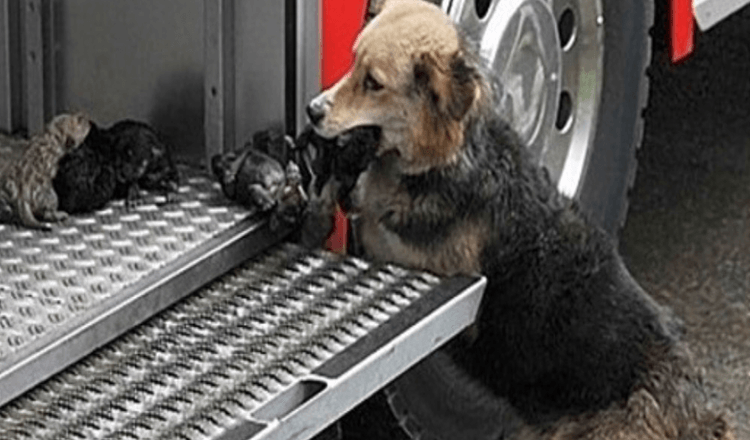 La heroica perra pasó por un incendio varias veces para rescatar a sus cachorros