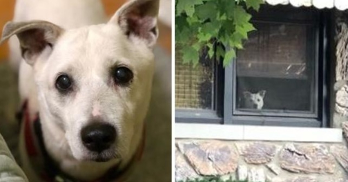 Perro falleció después de sentarse junto a la ventana durante 11 años esperando que su dueño volviera a casa