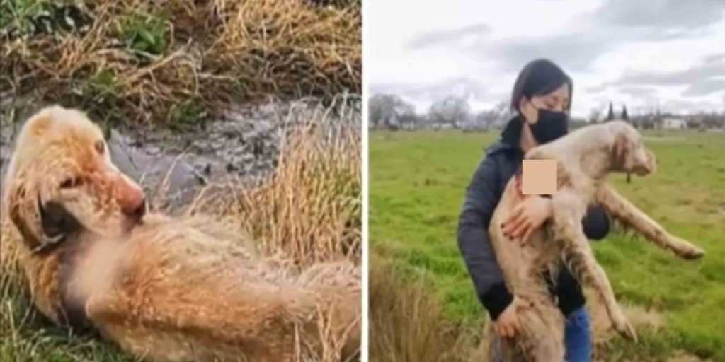 Los rescatistas encuentran a un perro de caza abandonado pudriéndose vivo en el campo y se deciden a salvarlo