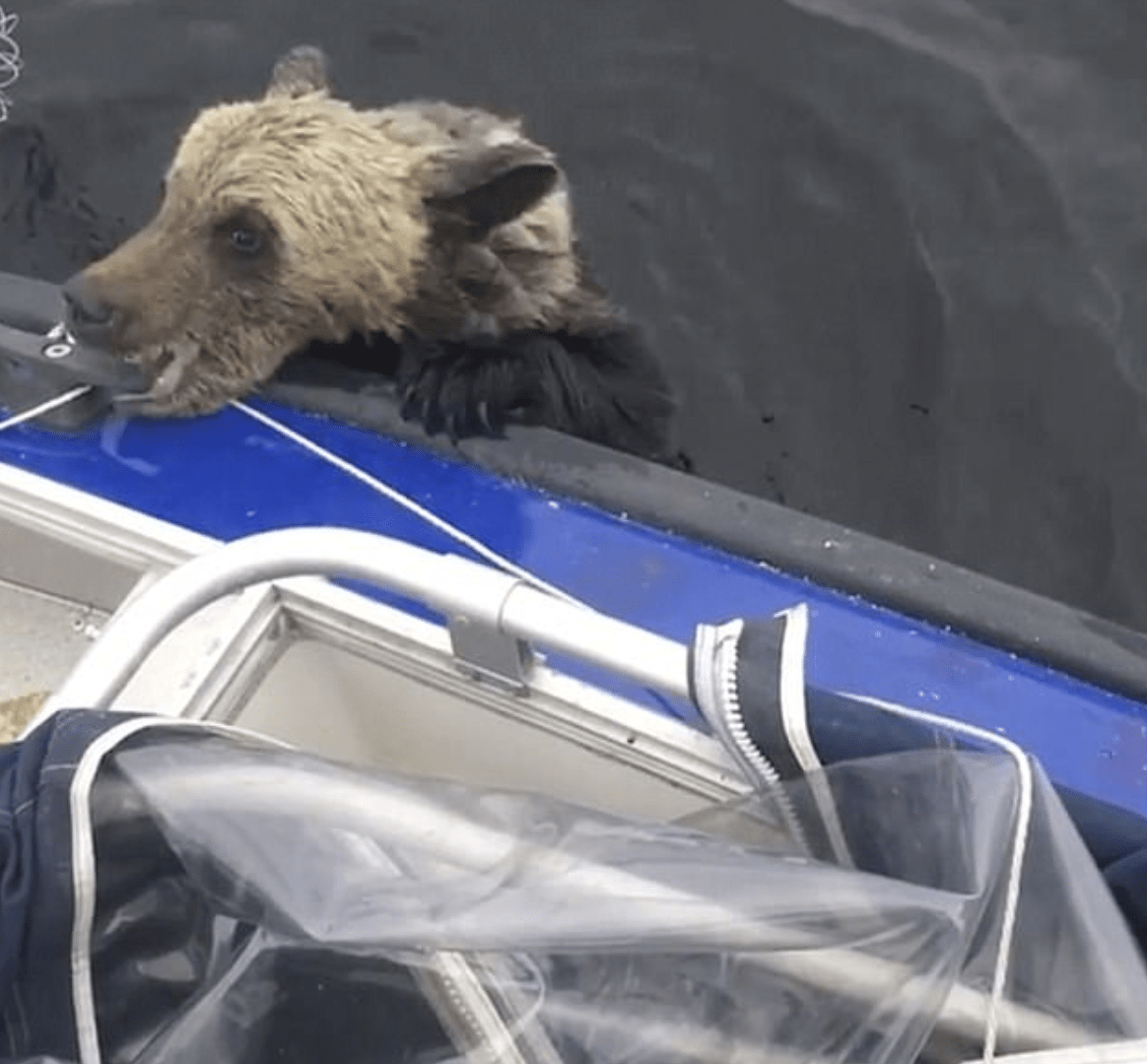 Ahogando las patas de un oso bebé en un bote para darse un empujón, muerde mientras los hombres no se mueven