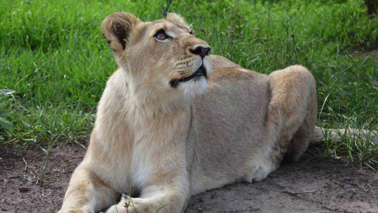 Increíble video de una leona saltando sobre su salvador al reencontrarse con él después de 7 años