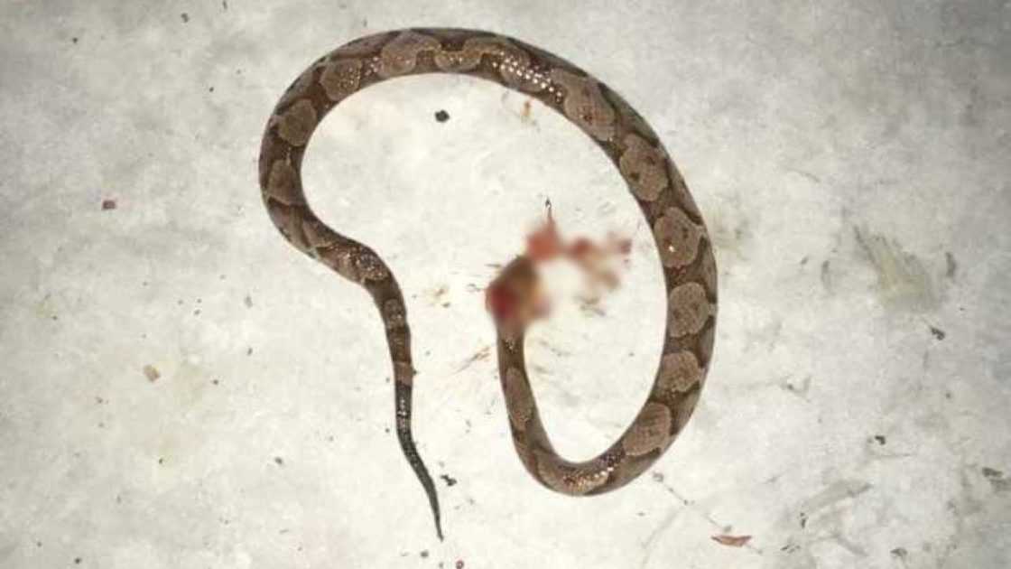 Pitbull leal saltó a la acción para salvar a su humano de una serpiente venenosa