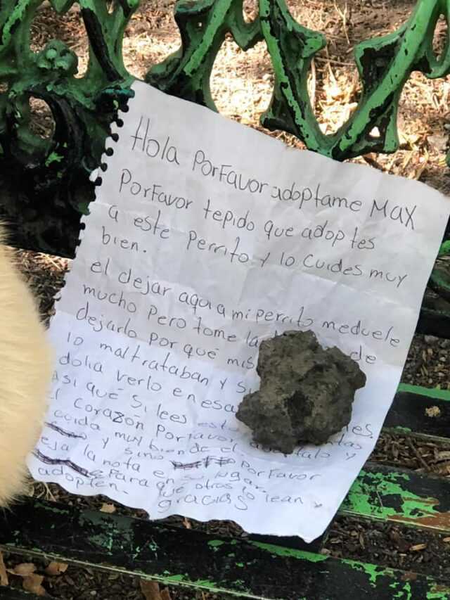 Cachorro aterrorizado encontrado abandonado en un banco con una nota desgarradora
