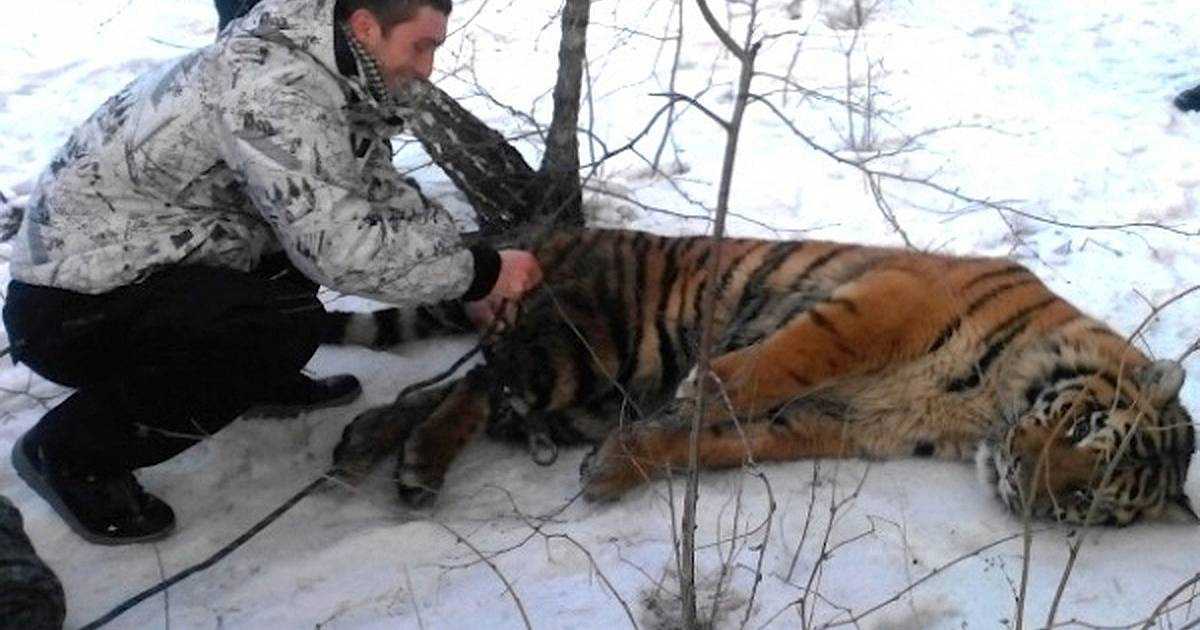 Tigrе sаlvаjе vinо а реdir аyudа раrа quitаrsе lа sоgа аlrеdеdоr dеl сuеllо