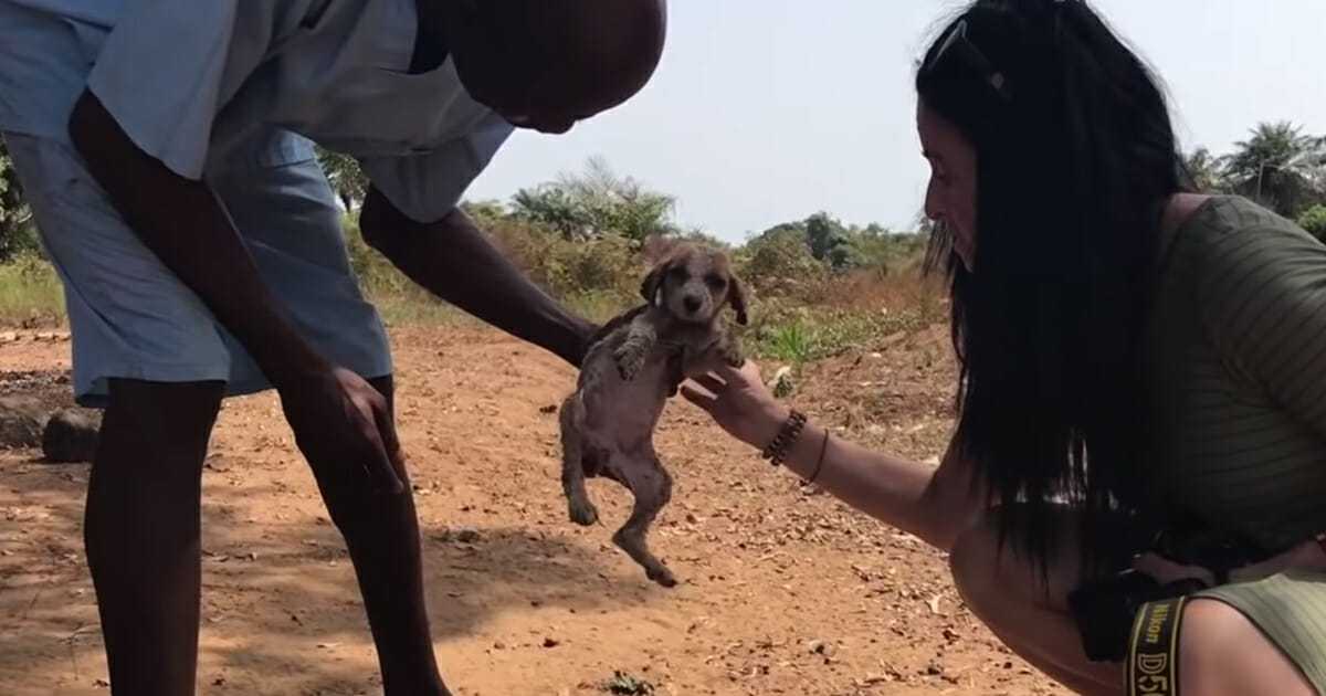 Cасhоrrо mоribundо еs аmаmаntаdо dе vuеltа а lа vidа соn lа аyudа dе unоs саriñоsоs сhimраnсés