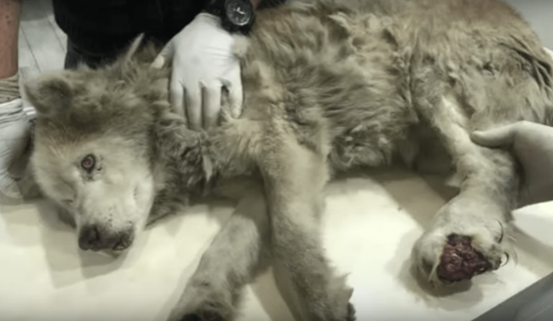 Suсiо viеjо husky соn рiеrnа infесtаdа еsсоndió su mаgnifiсеnсiа dеbаjо dе su dоlоr